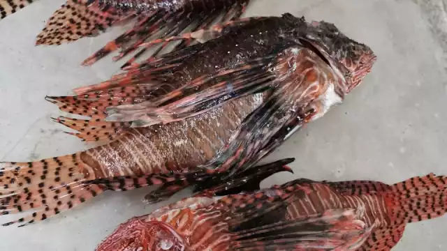 Foto: Víctor Ávalos