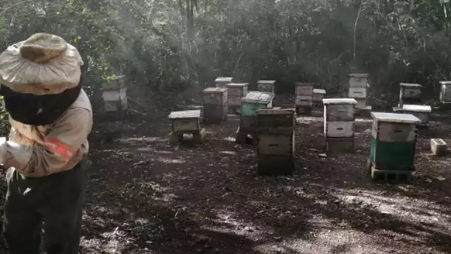 Los apicultores comentan que los fenómenos meteorológicos causaron daños en sus colmenas