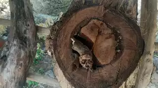 Van por la miel melipona en Nuevo Xcan, Quintana Roo