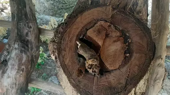 Van por la miel melipona en Nuevo Xcan, Quintana Roo