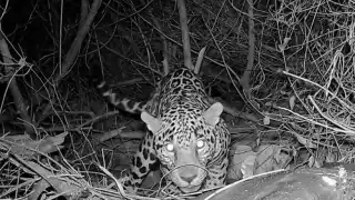 El jaguar es una especie protegida y está en Peligro de Extinción