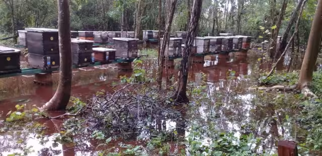 Apicultores locales aseguran que han perdido hasta 50% de sus colmenas, por el mal tiempo