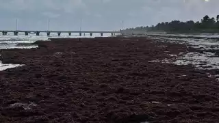 Nadine arroja toneladas de sargazo en la costa Oriente de Yucatán