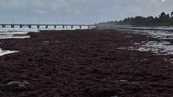 Se prolonga la inactividad pesquera y arriban toneladas de sargazo en playas de la zona