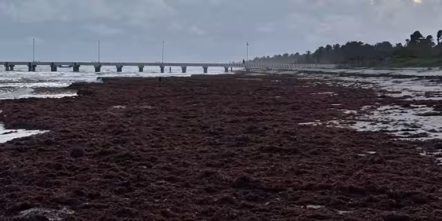 Se prolonga la inactividad pesquera y arriban toneladas de sargazo en playas de la zona
