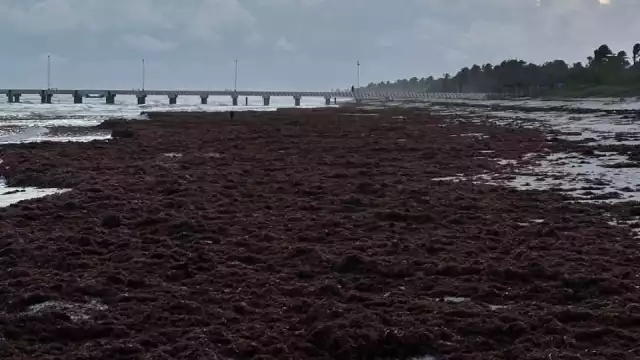 Se prolonga la inactividad pesquera y arriban toneladas de sargazo en playas de la zona