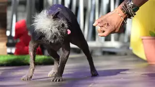 California celebró el viernes su tradicional concurso para encontrar al perrito más feo del mundo
