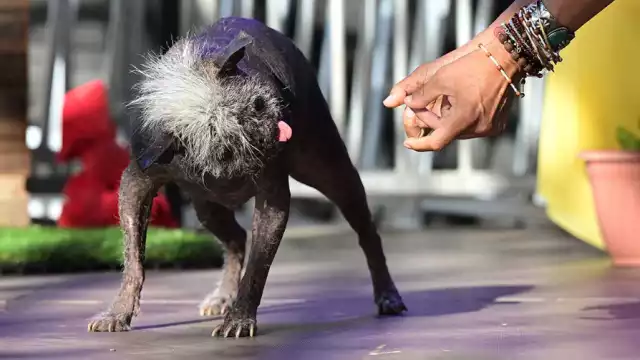 California celebró el viernes su tradicional concurso para encontrar al perrito más feo del mundo