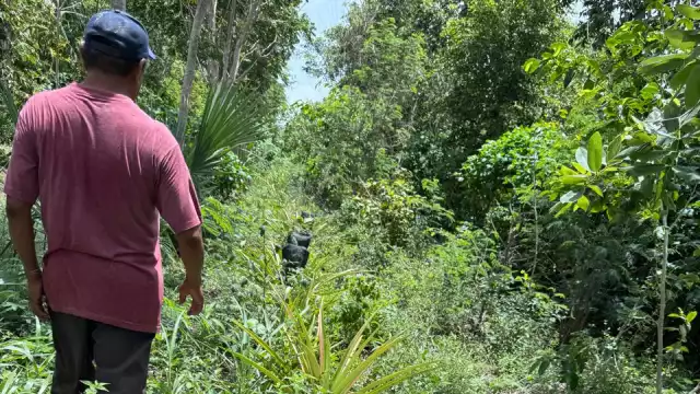 Residuos porcinos han contaminado el agua que se usa para el riego