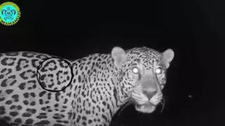 El Jaguar es una especie en peligro de extinción, y está protegida por la NOM-059-SEMARNAT-2010