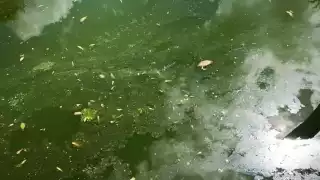 La cal podría ser la razón de la mortandad de peces en arroyo de Bacalar.