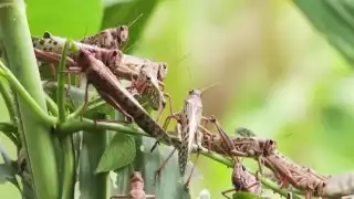 En Becal usan drones para detectar plaga de langostas 