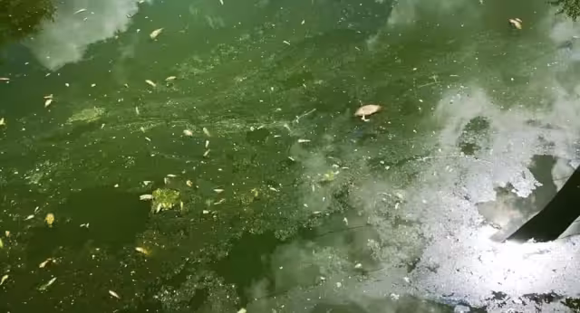 La cal podría ser la razón de la mortandad de peces en arroyo de Bacalar.