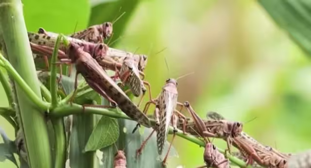 Emplean vehículos aéreos para detectar los puntos a combati