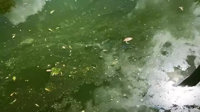 La cal podría ser la razón de la mortandad de peces en arroyo de Bacalar.