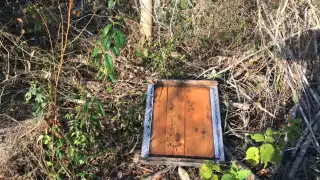 Olga Chan contaba con colmenas de abejas Apis melíferas