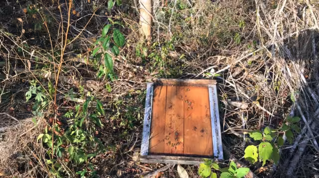 Olga Chan contaba con colmenas de abejas Apis melíferas