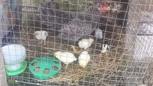 La gobernadora Layda Sansores pedirá a los gobernadores de Yucatán y Quintana Roo cerrar filas contras la influenza aviar