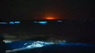 La bioluminiscencia es un fenómeno que normalmente se presenta en las criaturas marinas que se encuentran a grandes profundidades. Foto: Fernando kantún
