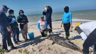 Otro de los animales que han recalado a la orilla del mar de Yucatán son los delfines