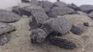 Alistan vigilancia en playas de Progreso ante próxima llegada de tortugas marinas