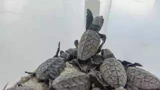 Agrupaciones alertan por tortugas y delfines heridos con artes de pesca en la costa de Yucatán