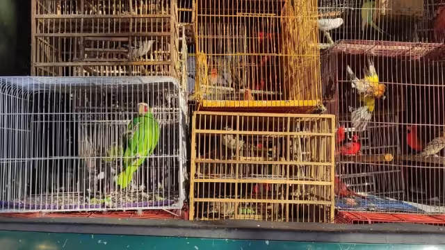 Aves exóticas halladas en Iztapalapa