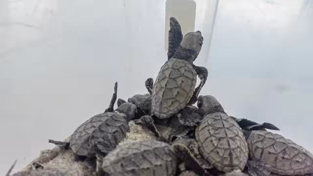 Activistas y rescatistas de quelonios indican que las redes son peligrosas para los ejemplares