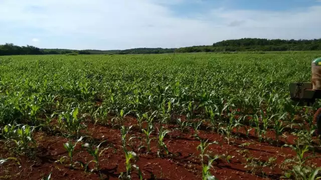 Los denunciantes indicaron que trabajan en los terrenos nacionales desde hace 25 años en Hecelchakán y que son los posesionarios legítimos