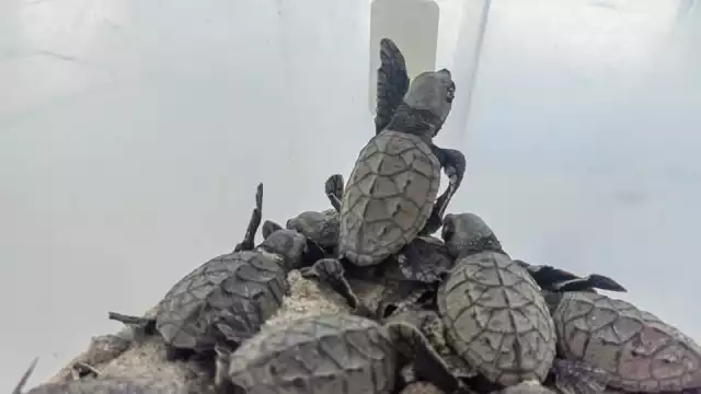 Activistas y rescatistas de quelonios indican que las redes son peligrosas para los ejemplares