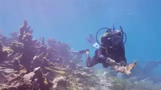 Corales y arrecifes de Isla Mujeres sufrieron daños por el huracán “Helene”