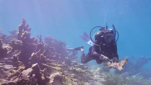 Corales y arrecifes de Isla Mujeres sufrieron daños por el huracán “Helene”