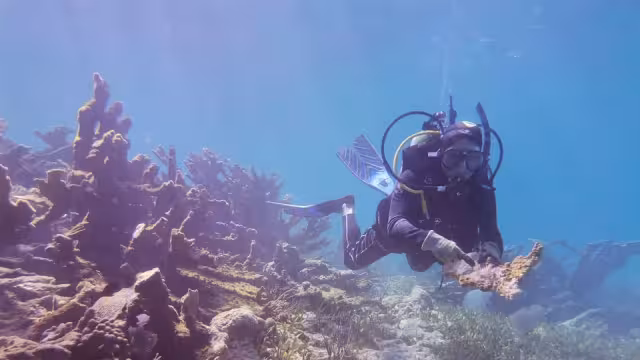 Corales y arrecifes de Isla Mujeres sufrieron daños por el huracán “Helene”
