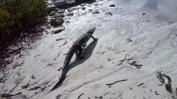 El cocodrilo sólo causó un susto a los bañistas de Telchac Puerto