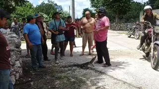 El pequeño cocodrilo pudo haber salido de alguna aguada o cenote cercano a Tunkás