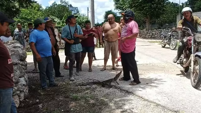 El pequeño cocodrilo pudo haber salido de alguna aguada o cenote cercano a Tunkás