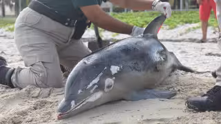 Advierten riesgo para tortugas y delfines por redes de pesca en costas de Yucatán