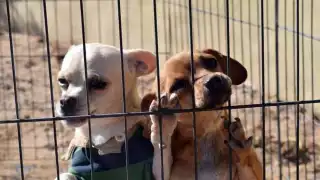 Ahora piden justicia por los perritos asesinados