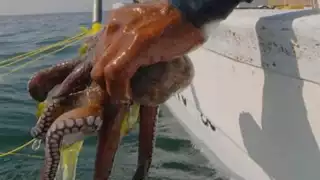 El producto se le compra a pescadores de Yucatán.