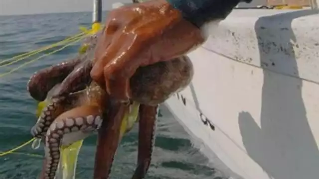El producto se le compra a pescadores de Yucatán.