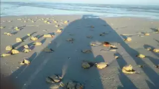 Esta especie es arrastrada por la fuerza del mar y, por las noches, en la creciente, llega hasta las playas sisaleñas