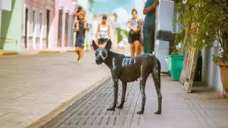 Frida era vista siempre a la puerta del negocio de sus dueños