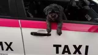 Usuarios de redes admiraron el valor y la astucia del perro