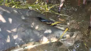 Hallan delfín muerto entre los manglares de la Laguna Nichupté en Cancún