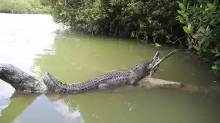 Protección Civil denunciará este nuevo tour de Río Lagartos