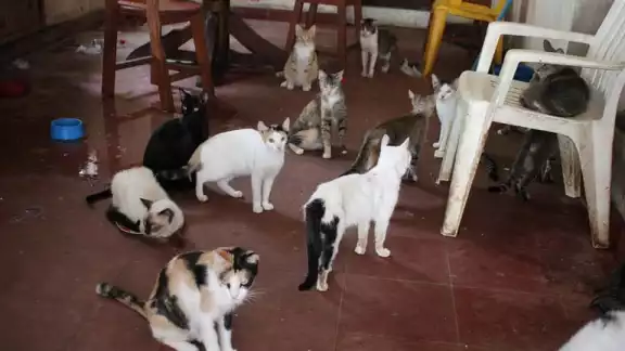Se encuentran en adopción 20 gatos que fueron rescatados en los últimos meses en Isla Mujeres