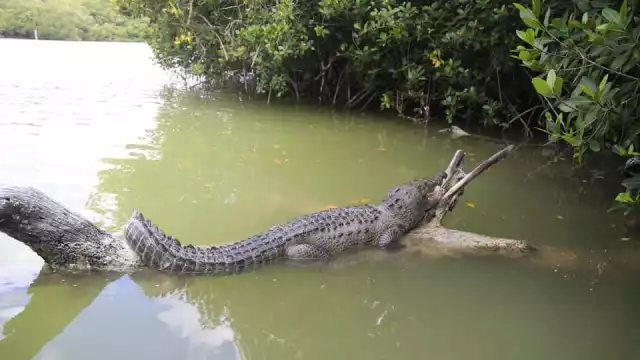 Protección Civil denunciará este nuevo tour de Río Lagartos