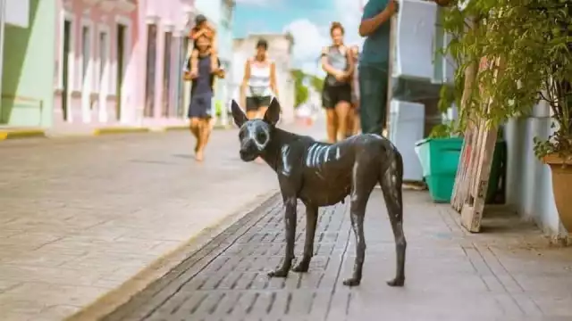 Frida era vista siempre a la puerta del negocio de sus dueños