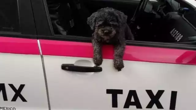 Usuarios de redes admiraron el valor y la astucia del perro