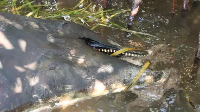 La denuncia del hallazgo del delfín muerto se hizo a través de redes sociales